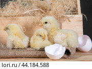 Three cute yellow baby chicks with broken eggshell on burlap sack and hay in the basket. Стоковое фото, фотограф Светлана Акифьева / Фотобанк Лори