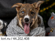 Портрет щенка с разноцветными глазами в сером вязаном шарфе. Стоковое фото, фотограф Юлия Зубкова / Фотобанк Лори