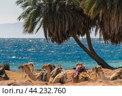 landscape with a caravan lying camels in Egypt Dahab South Sinai. Стоковое фото, фотограф Артем Курутин / Фотобанк Лори