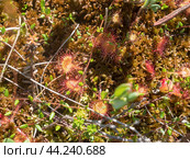 Carnivorous plant sundew closeup. Стоковое фото, фотограф Argument / Фотобанк Лори