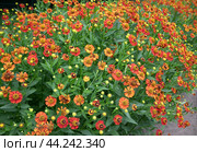 Гелениум (лат. Helenium) Стоковое фото, фотограф Наталья Николаева / Фотобанк Лори
