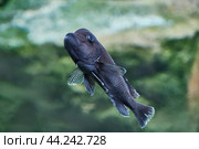 Fish Cyphotilapia frontosa, living in aquarium. Queen of African Lake Tanganyika. Стоковое фото, фотограф Ирина Кононова / Фотобанк Лори