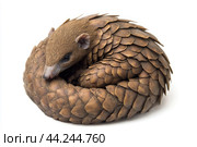 A pangolin curled up in its defensive position, scales tightly packed. Стоковое AI-изображение, AI-художник Veniamin Kraskov / Фотобанк Лори