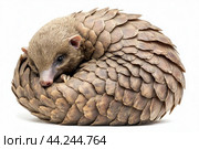 A pangolin curled up in its defensive position, scales tightly packed. Стоковое AI-изображение, AI-художник Veniamin Kraskov / Фотобанк Лори