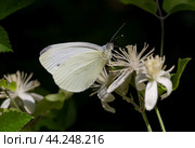 The white butterfly (Pieris brassicae) close-up. Стоковое фото, фотограф Татьяна Ляпи / Фотобанк Лори