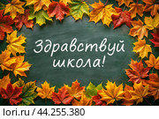 Здравствуй школа!  Надпись мелом на зелёной доске в окружении клиновых осенних листьев. 1 сентября день знаний. Стоковая иллюстрация, иллюстратор KOSIM / Фотобанк Лори