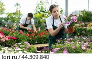 Female florist inspecting potted Osteospermum in garden store. Стоковое фото, фотограф Яков Филимонов / Фотобанк Лори