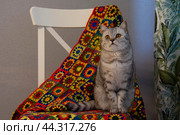 Серая британская кошка сидит на стуле с разноцветным пледом. Стоковое фото, фотограф Дмитрий Петров / Фотобанк Лори