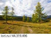 Stunning Altai autumn nature landscape, larch trees line and road, mountain slopes of Siberia, cloudy sky. Natural sunny day scenery of autumn mountain forest or taiga. Russia tourism, Altai, Siberia. Стоковое фото, фотограф Евгений / Фотобанк Лори