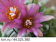Flowering cactus Turbinicarpus roseiflorus, close-up shot. Стоковое фото, фотограф Александр Курлович / Фотобанк Лори
