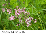 Silene nutans flowering in a meadow. Стоковое фото, фотограф Александр Курлович / Фотобанк Лори