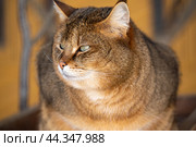 Beautiful image of jungle cat Felis Chaus. big brown cat close up on blurred dark orange background. Стоковое фото, фотограф Павел Муравьев / Фотобанк Лори