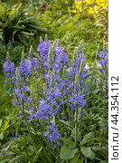 Camassia leichtlinii Caerulea flower in a garden. Стоковое фото, фотограф Ольга Сейфутдинова / Фотобанк Лори