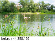 Сусак зонтичный, Семейство Сусаковые (Butomaceae), мелководное растение или болотное многолетнее растение, берег реки Дон, Волгоградская область, Россия. Стоковое фото, фотограф Андрей Цыганков / Фотобанк Лори