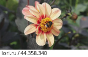 Flower of Dahlias minion First Love with central brown disc surrounded by rows of orange-yellow pollen on purple stems bearing closed buds and dark leaves. Стоковое видео, видеограф Ольга Сейфутдинова / Фотобанк Лори