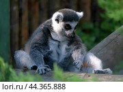 Кошачий Лемур. Стоковое фото, фотограф MК / Фотобанк Лори