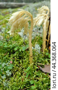 Monotropa hypopitys. Стоковое фото, фотограф Анна Кривицкая / Фотобанк Лори
