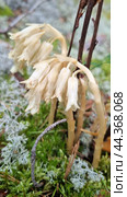 Monotropa hypopitys. Стоковое фото, фотограф Анна Кривицкая / Фотобанк Лори