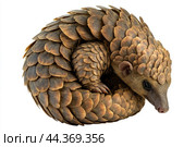 A pangolin curled up in its defensive position, scales tightly packed. Стоковое AI-изображение, AI-художник Veniamin Kraskov / Фотобанк Лори