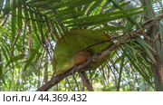 A tiny tarsier crouched on a tree branch under a large leaf. A cute animal with fluffy fur, a long tail, and huge eyes is resting during the day. The background is green foliage. Philippines. Bohol. (2024 год). Стоковое фото, фотограф Вера Ивановна Кубарева / Фотобанк Лори