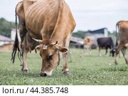 Livestock. Cows graze in a meadow. The concept of animal husbandry and rural life. Chipping of animals. A pet on an eco-farm. Agricultural industry. Стоковое фото, фотограф Photojuli / Фотобанк Лори
