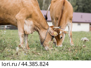 Livestock. Cows graze in a meadow. The concept of animal husbandry and rural life. Chipping of animals. A pet on an eco-farm. Agricultural industry. Стоковое фото, фотограф Photojuli / Фотобанк Лори