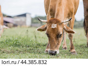 Livestock. Cows graze in a meadow. The concept of animal husbandry and rural life. Chipping of animals. A pet on an eco-farm. Agricultural industry. Стоковое фото, фотограф Photojuli / Фотобанк Лори
