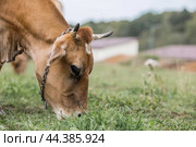 Livestock. Cows graze in a meadow. The concept of animal husbandry and rural life. Chipping of animals. A pet on an eco-farm. Agricultural industry. Стоковое фото, фотограф Photojuli / Фотобанк Лори