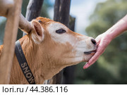 Livestock. Cows graze in a meadow. The concept of animal husbandry and rural life. Chipping of animals. A pet on an eco-farm. Agricultural industry. Стоковое фото, фотограф Photojuli / Фотобанк Лори