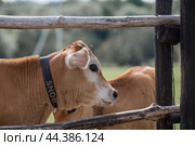 Livestock. Cows graze in a meadow. The concept of animal husbandry and rural life. Chipping of animals. A pet on an eco-farm. Agricultural industry. Стоковое фото, фотограф Photojuli / Фотобанк Лори