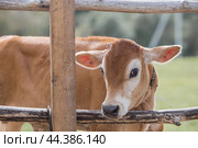 Livestock. Cows graze in a meadow. The concept of animal husbandry and rural life. Chipping of animals. A pet on an eco-farm. Agricultural industry. Стоковое фото, фотограф Photojuli / Фотобанк Лори