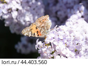 Butterfly Vanessa cardui on lilac flowers. Pollination blooming lilacs. Стоковое фото, фотограф Леонид Еремейчук / Фотобанк Лори