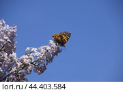 Butterfly Vanessa cardui on lilac flowers. Pollination blooming lilacs. Стоковое фото, фотограф Леонид Еремейчук / Фотобанк Лори
