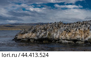 A colony of cormorants on a rocky island. A lot of black and white seabirds are sitting on the rocks. Algae on the ocean surface. Clouds in the blue sky. The coastline is far away. Argentina. Стоковое фото, фотограф Вера Ивановна Кубарева / Фотобанк Лори