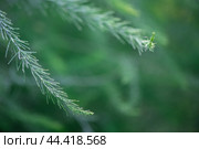 Asparagus plant in dew drops. natural background with copy space. Стоковое фото, фотограф Ольга Ильина / Фотобанк Лори