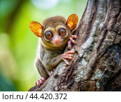 Tarsier monkey (Tarsius Syrichta) on the tree in natural jungle environment. Стоковое AI-изображение, AI-художник Veniamin Kraskov / Фотобанк Лори