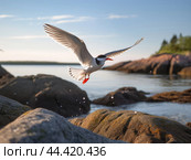 A tern taking off and scene of terns in flight. Стоковое AI-изображение, AI-художник Veniamin Kraskov / Фотобанк Лори