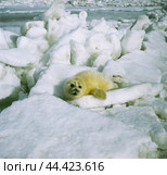 Белек - детеныш ( 7-10 дней ) Каспийского тюленя спрятался от фотографа. Около него всегда где-то рядом го мать. Северный или Средний Каспий.1989-1991г.г. Стоковое фото, фотограф Павел Просянов / Фотобанк Лори