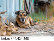 Pitiful Abused dirty dog sitting outside. Generate ai. Стоковое AI-изображение, AI-художник Иван Рябоконь / Фотобанк Лори