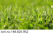 Juicy bright green grass in sunlight. Close up. Lawn background. Texture of new grass growing in field. Meadow on warm sunset or sunrise time. Tranquil nature scene. Golden hour. Greenery, dew drops. Стоковое видео, видеограф Марина Демидюк / Фотобанк Лори