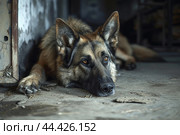 Injured Abused dog alone abandoned on street. Generate ai. Стоковое AI-изображение, AI-художник Иван Рябоконь / Фотобанк Лори