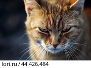 Peeved Angry cat. Generate Ai. Стоковое AI-изображение, AI-художник Иван Рябоконь / Фотобанк Лори