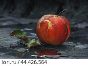 Wilted apple on dark surface. Стоковое AI-изображение, AI-художник Иван Рябоконь / Фотобанк Лори