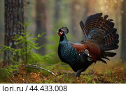Majestic black grouse displaying in forest. Стоковое AI-изображение, AI-художник Иван Рябоконь / Фотобанк Лори
