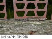 A quick or ordinary lizard basks in the garden on the board of an old fence. Quick lizard, or an ordinary lizard (lat. Lacerta agilis is a species of lizard from the family of true lizards. Стоковое фото, фотограф Андрей Жигальцов / Фотобанк Лори