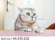 Cat, Table, Home: A silver tabby cat sits on a pink table in a home, looking inquisitively at something out of frame. Стоковое фото, фотограф svetograph / Фотобанк Лори