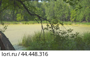 A forest swamp or a swampy lake in the forest. View of the swamp through the branches of trees. Стоковое видео, видеограф Александр Прошкин / Фотобанк Лори