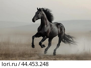 Graceful Black horse prancing. Generate AI. Стоковое AI-изображение, AI-художник Иван Рябоконь / Фотобанк Лори