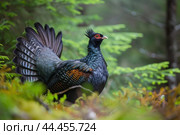 Majestic capercaille in natural habitat. Стоковое AI-изображение, AI-художник Иван Рябоконь / Фотобанк Лори