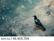 Soaked Bird in dirty pond water. Generate ai. Стоковое AI-изображение, AI-художник Иван Рябоконь / Фотобанк Лори